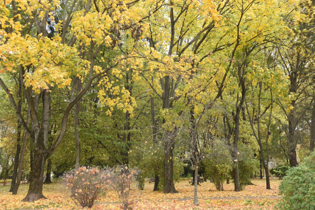 Hubertusfest in der Eifel: Erleben Sie die Wildtiere des Herbstes hautnah