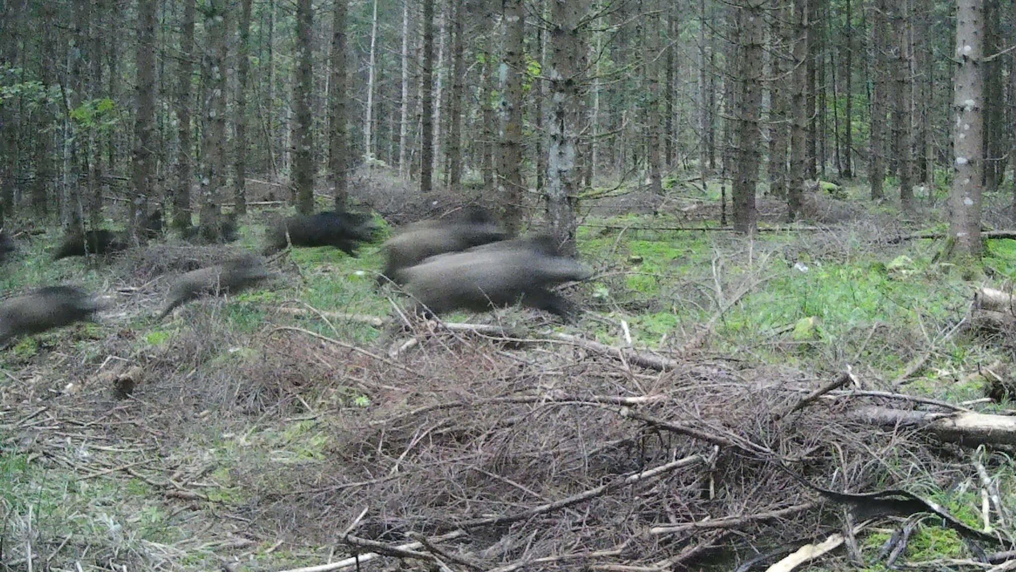 Eine Gruppe von Wildschweinen rennt durch einen Wald mit Gras, Pflanzen und Bäumen im Hintergrund.