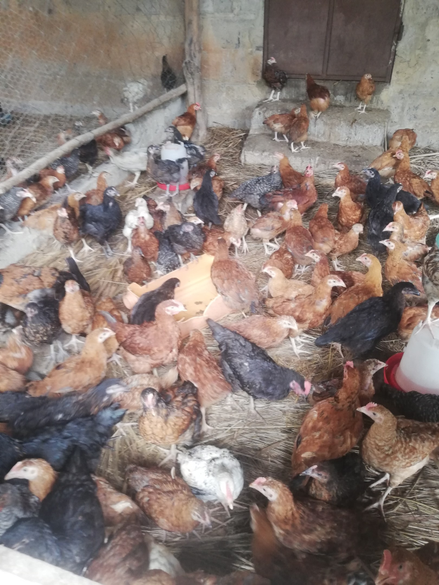 Große Gruppe von Hühnern in einem Maschendrahtzaun mit einer Wand im Hintergrund, die eine Tür enthält, einschließlich eines Eimers mit Hennen auf der rechten Seite.