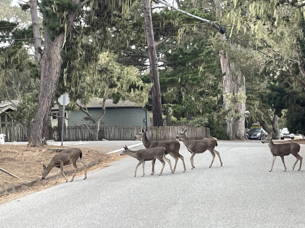 POL-LIP: Kreis Lippe. Vorsicht: Wildtiere auf Lippes Straßen.